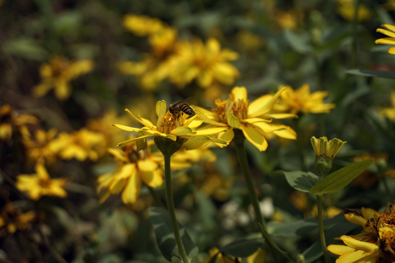 bee flowers pollination free photo