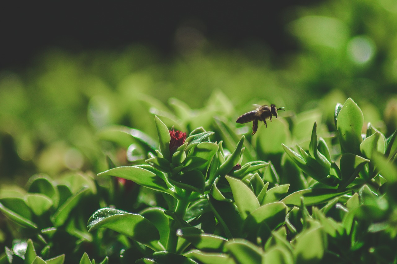 bee green nature free photo