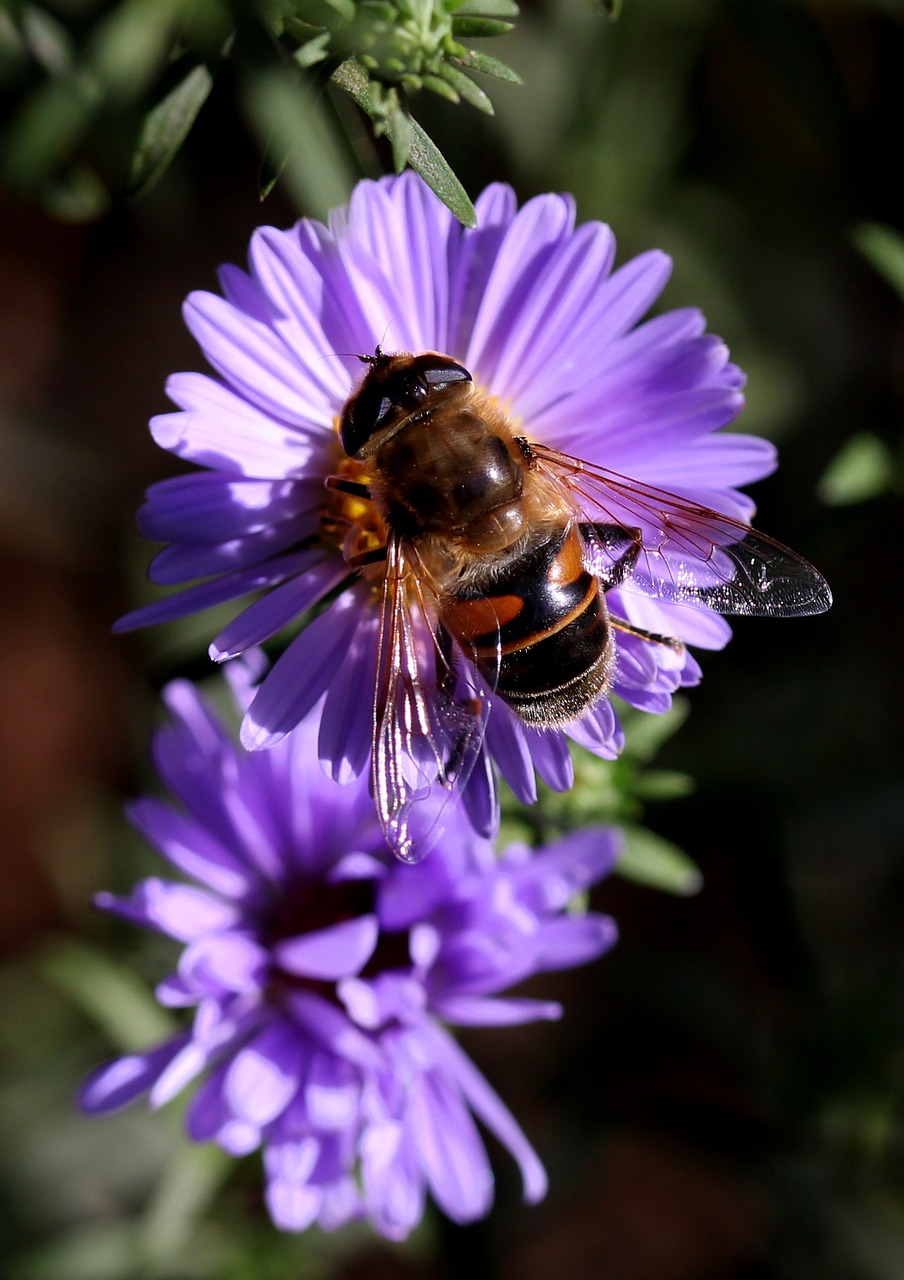 bee flower mov free photo