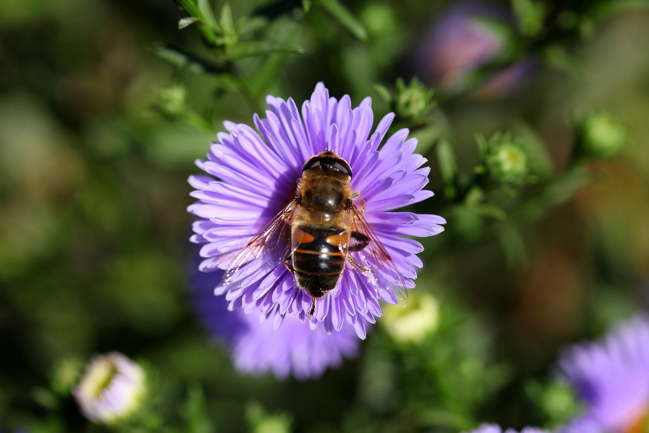 bee flower mov free photo