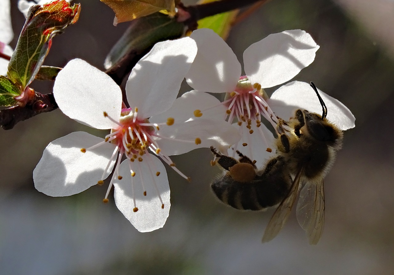 bee flower blossom free photo