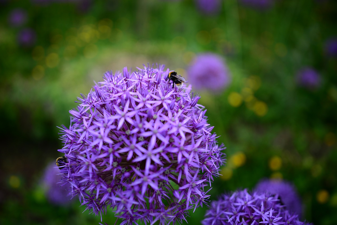 bee flower plant free photo