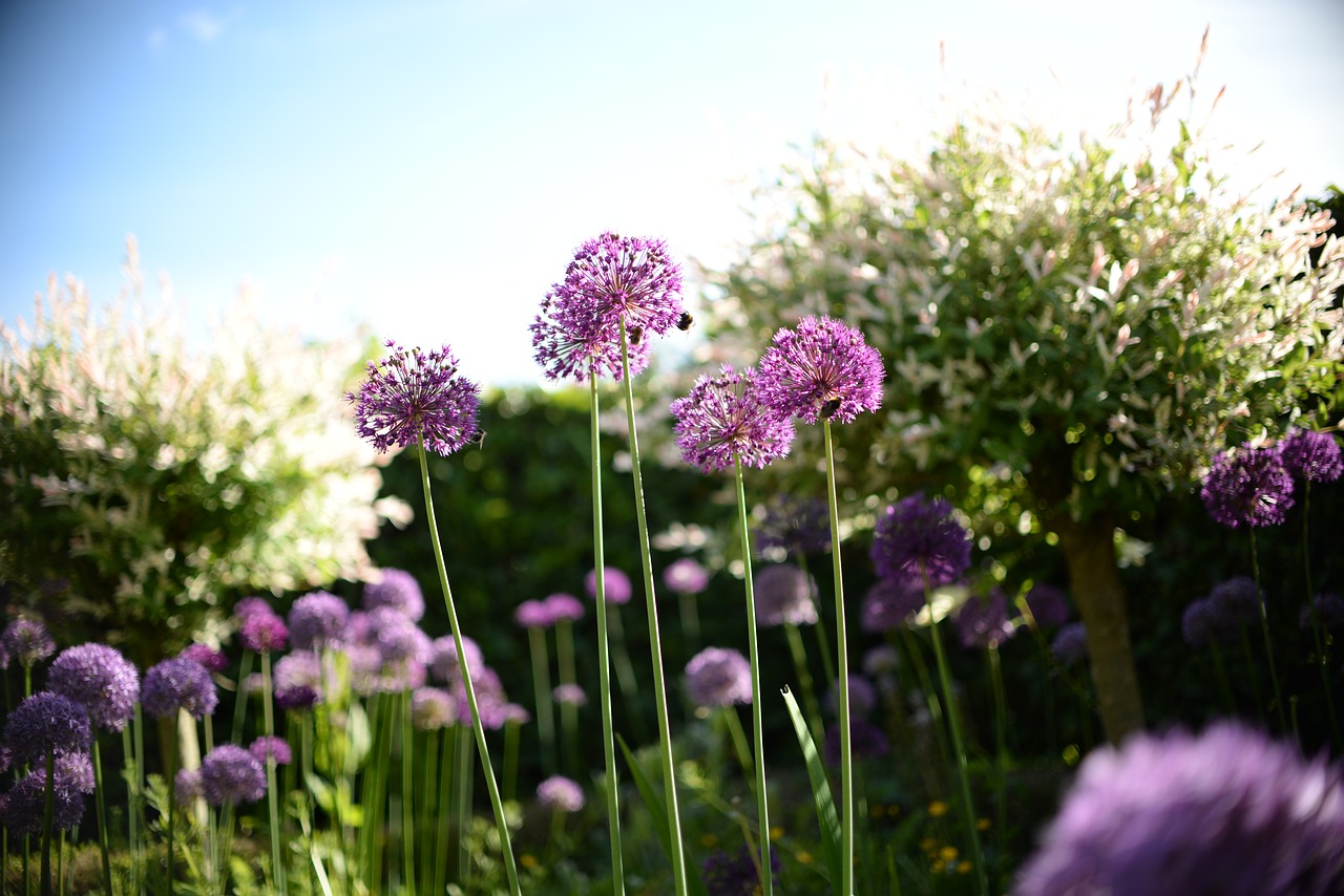 bee flower plant free photo