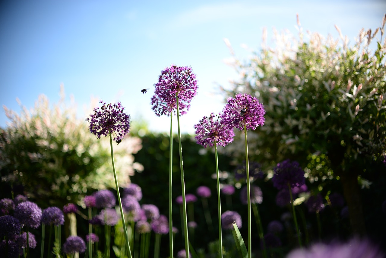 bee flower plant free photo