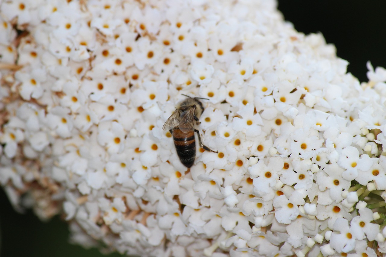 bee spring insect free photo