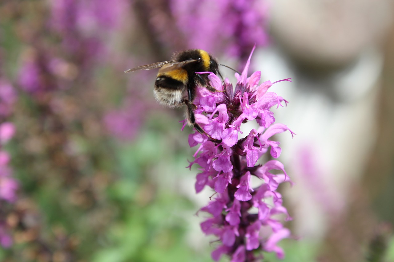 bee summer pollination free photo