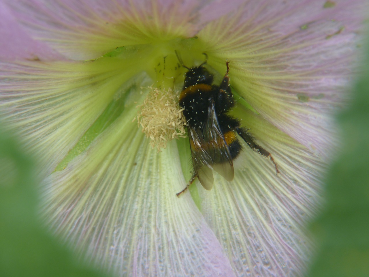 bee flower blossom free photo