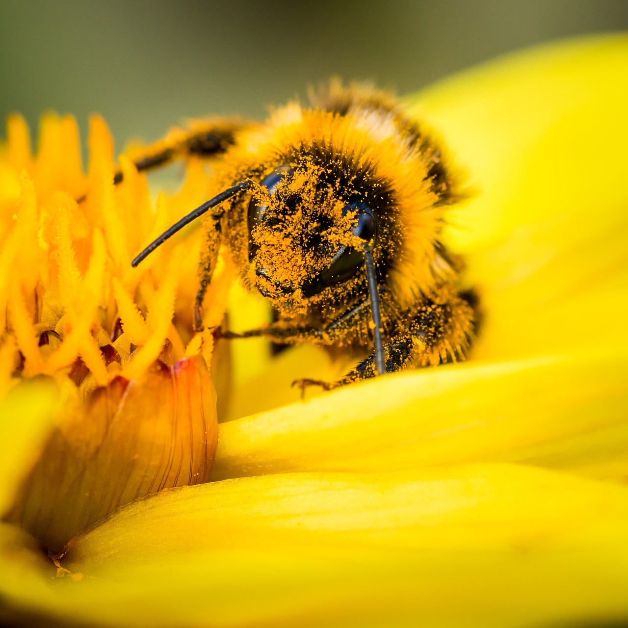 bee pollen bumblebee free photo
