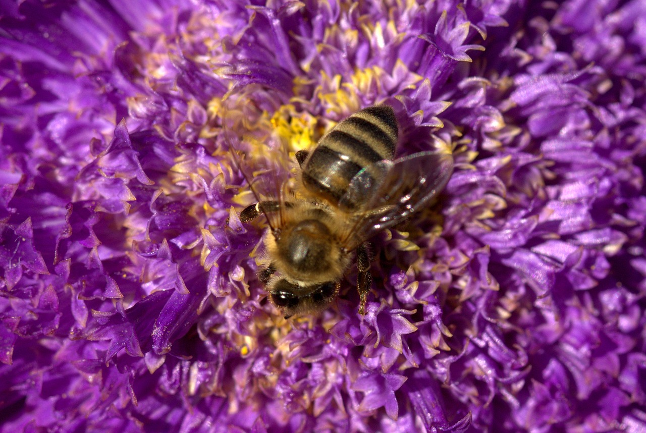 bee pollination flower free photo