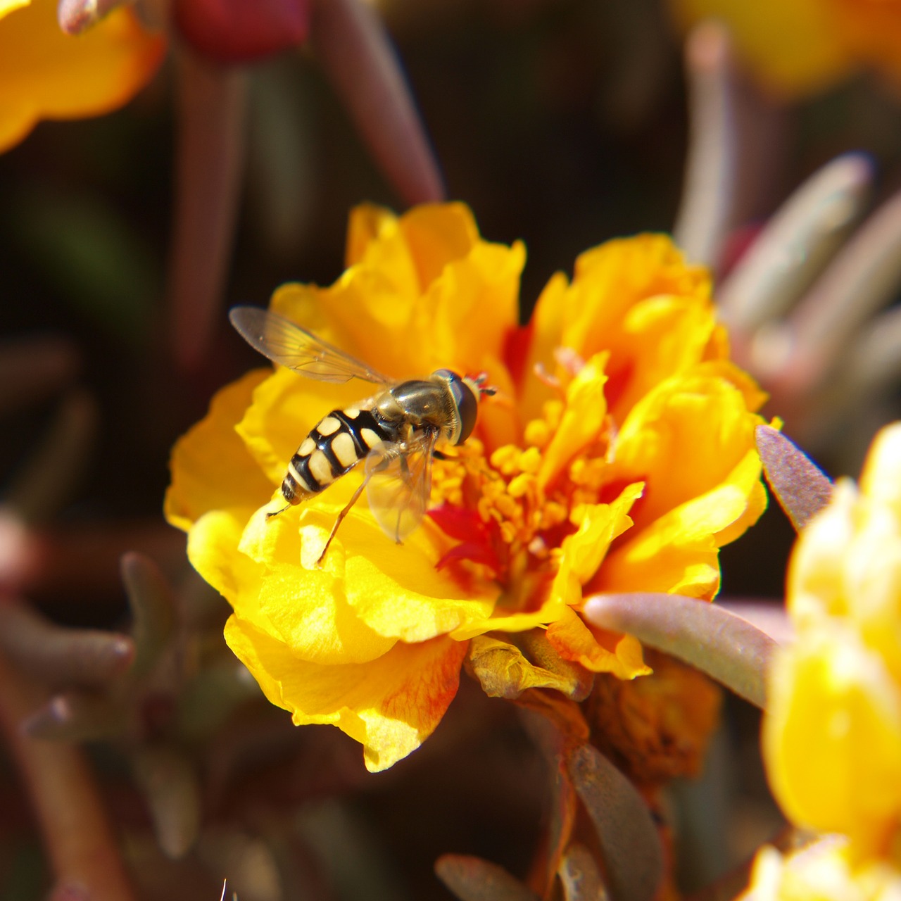 bee sucking pollen free photo