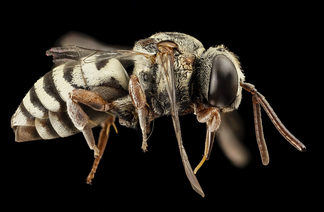 bee parasitic macro free photo