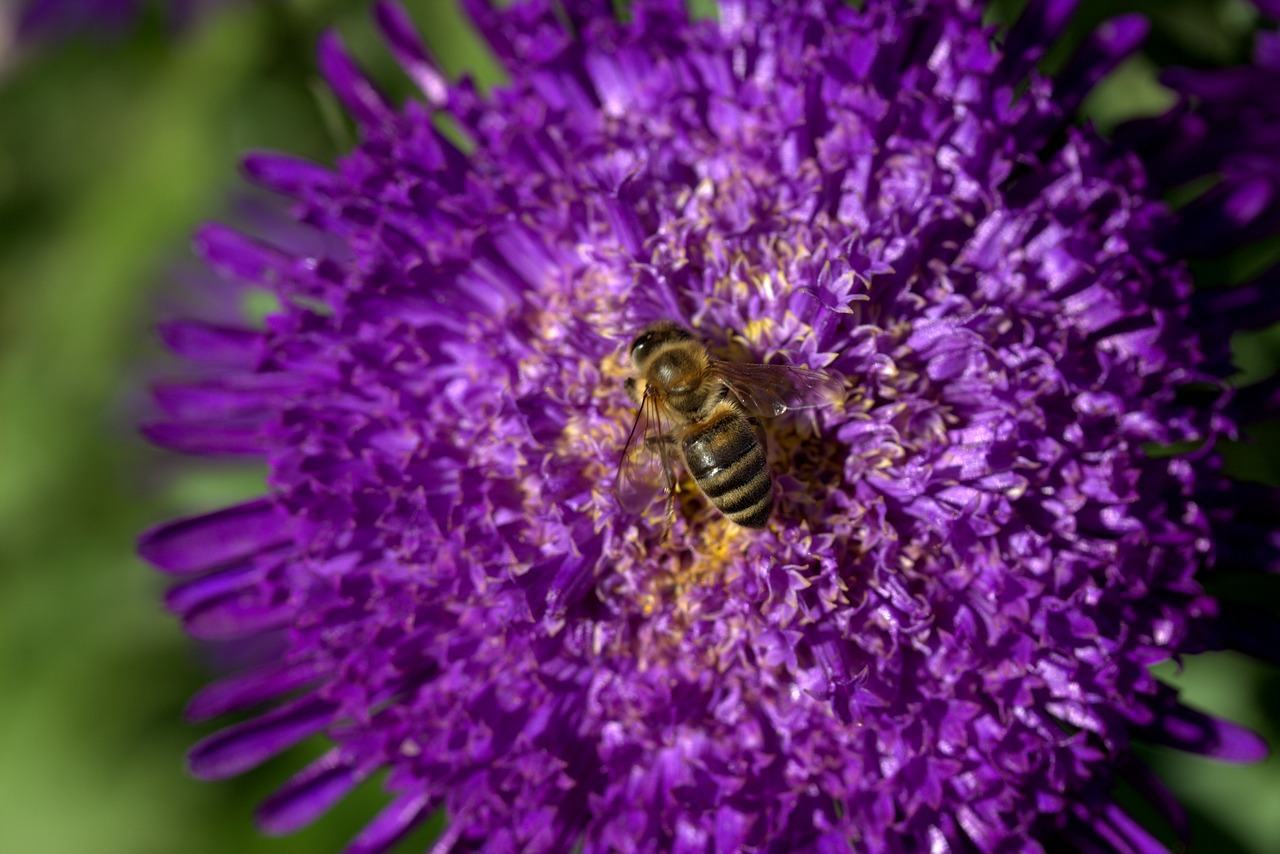 bee flowers wings free photo