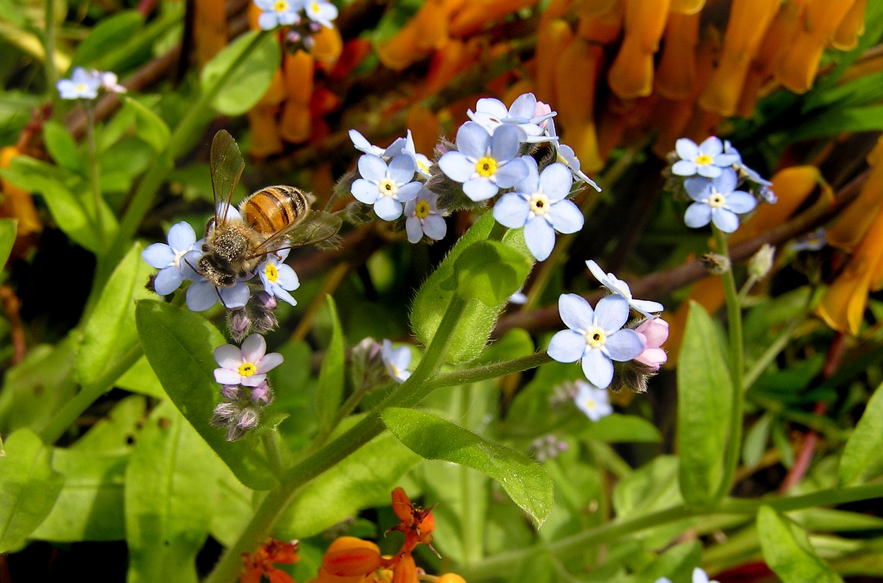 bee pollen flowers free photo