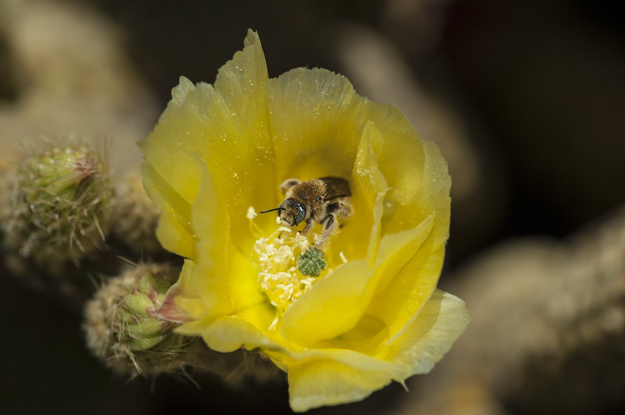 bee flower insect free photo