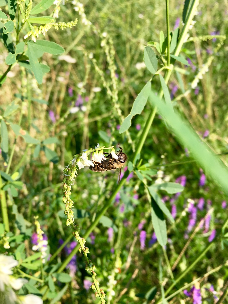 bee nature flower free photo