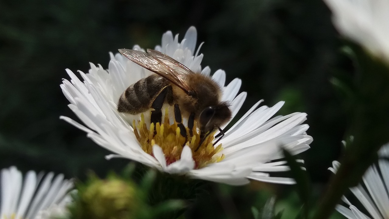 bee flower nature free photo