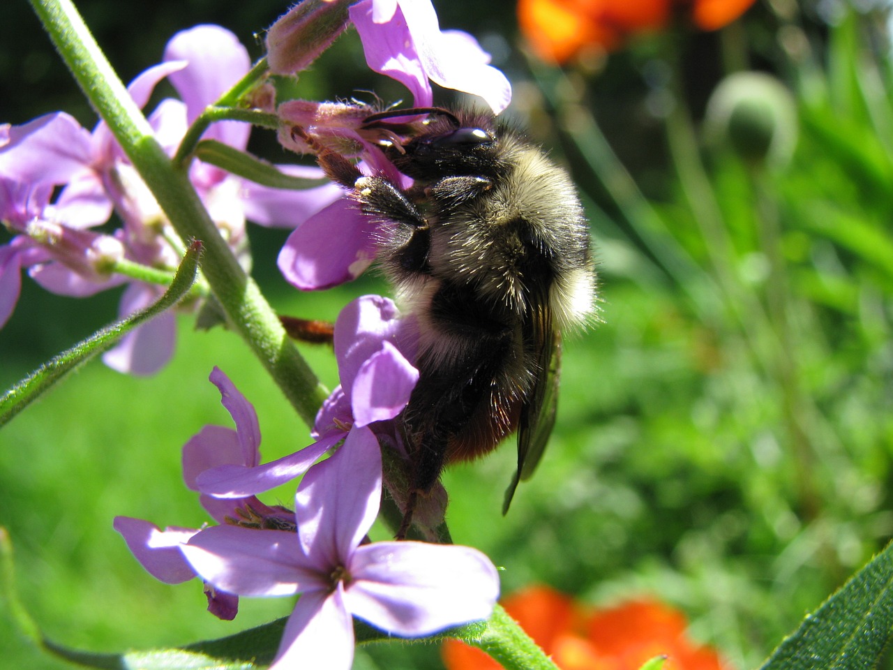 bee pollination macro free photo