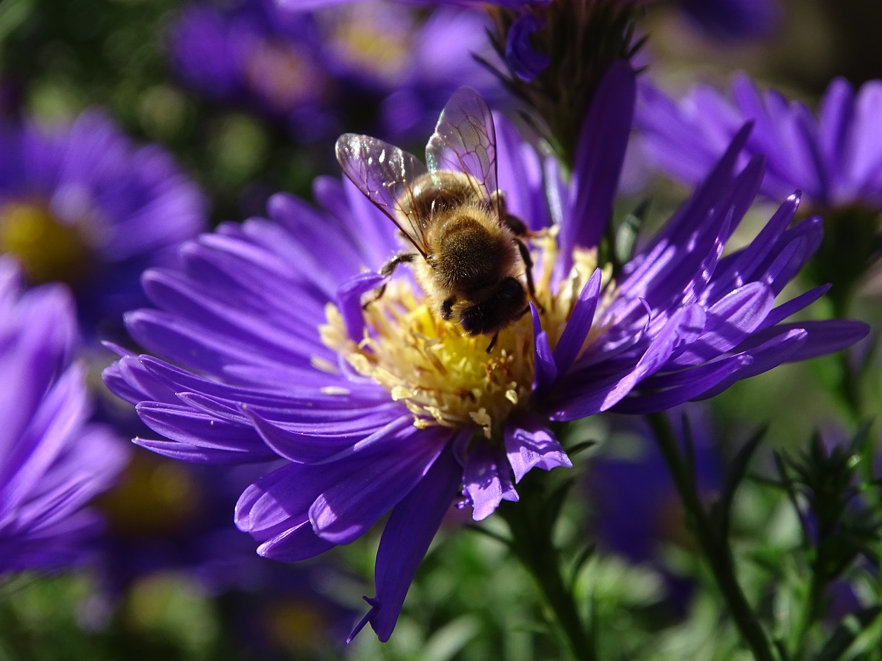 bee aster h free photo