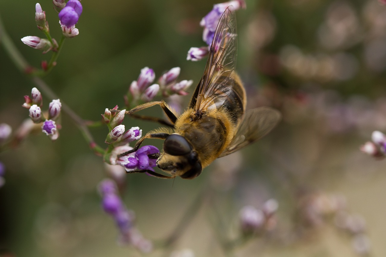 bee wildlife nature free photo