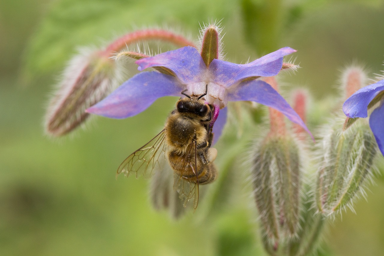 bee wildlife nature free photo