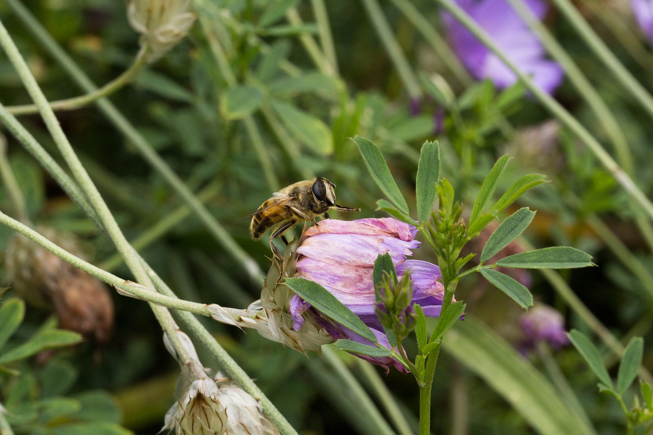 bee wildlife nature free photo