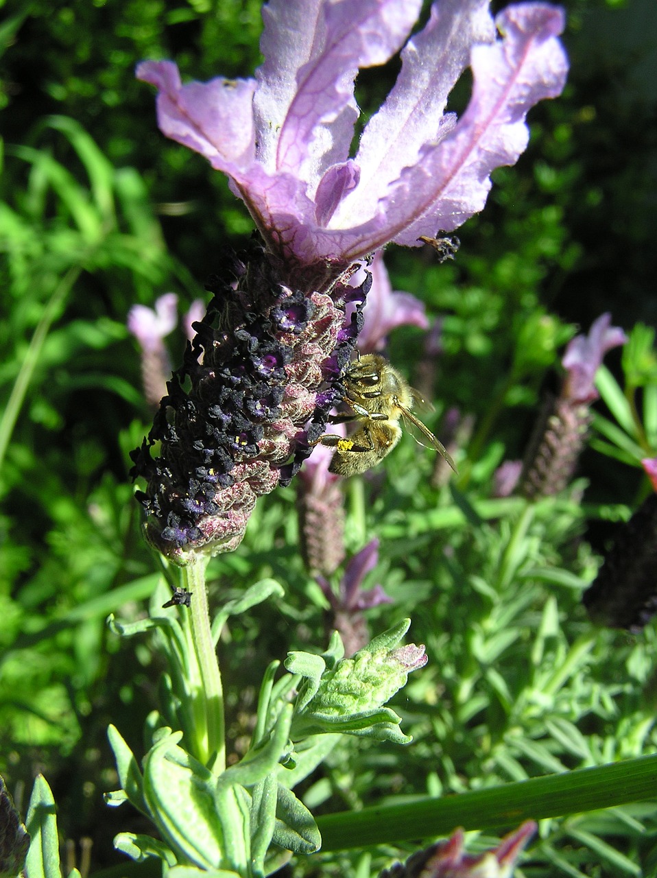 bee gathering pollen lavender free photo