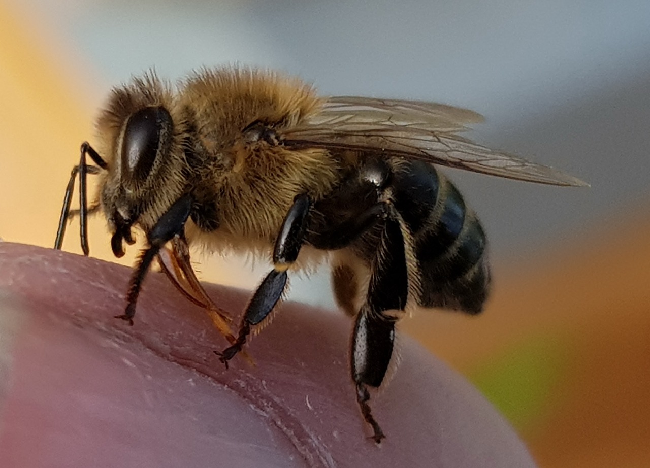 bee macro insect free photo