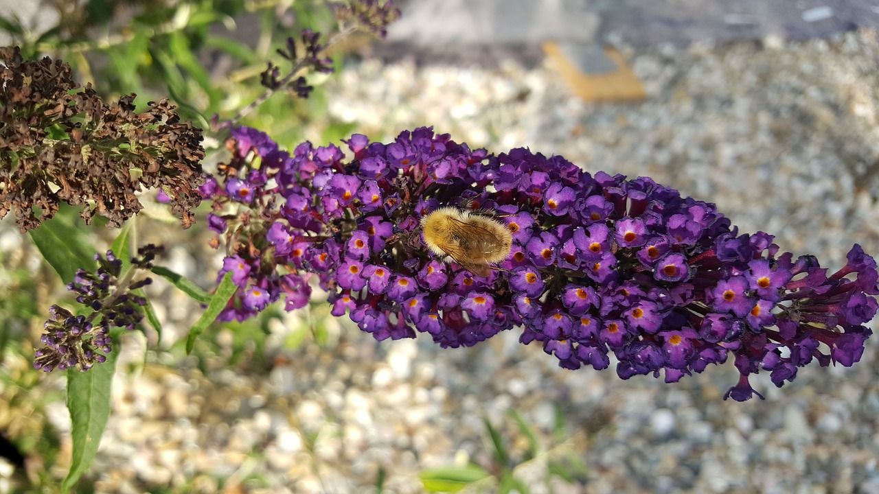 bee nectar flower free photo