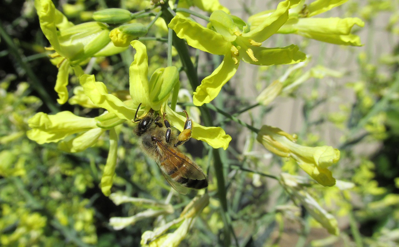 bee kale flowers free photo