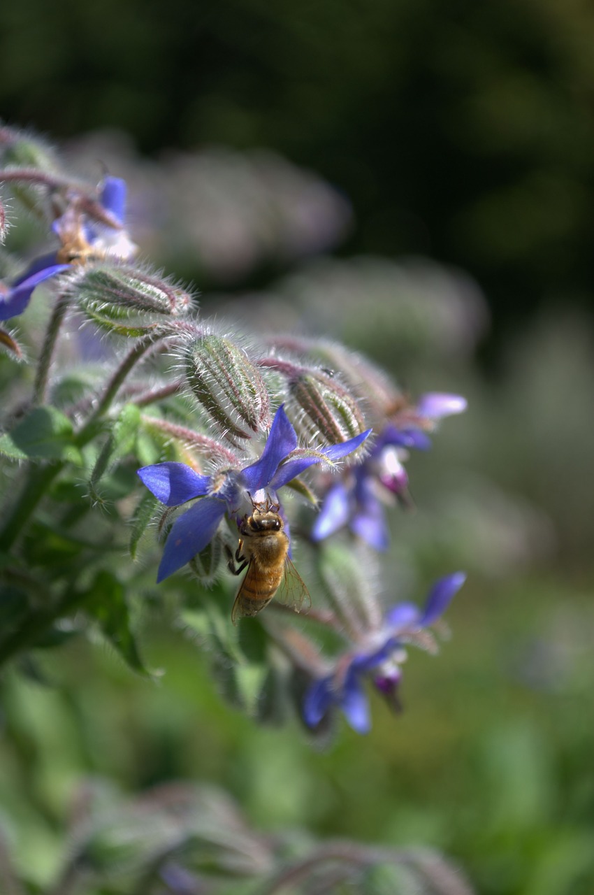 bee autumn flower free photo