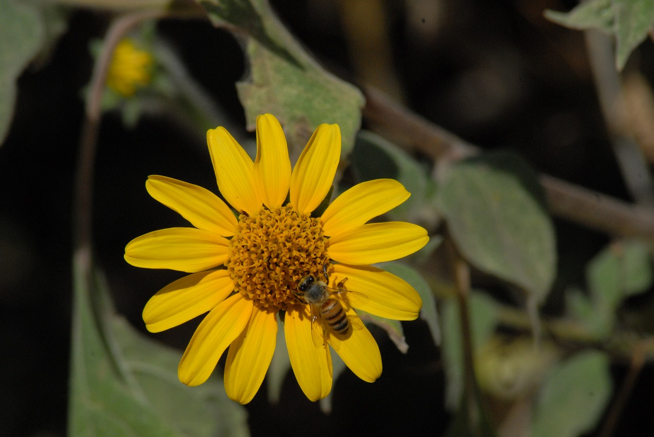 bee flower plant free photo