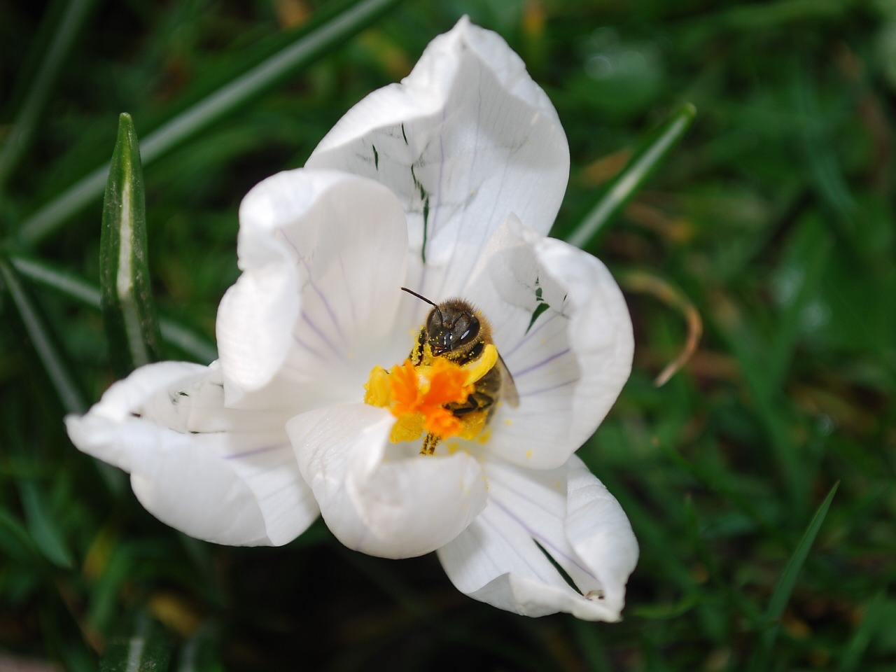 bee flower blossom free photo