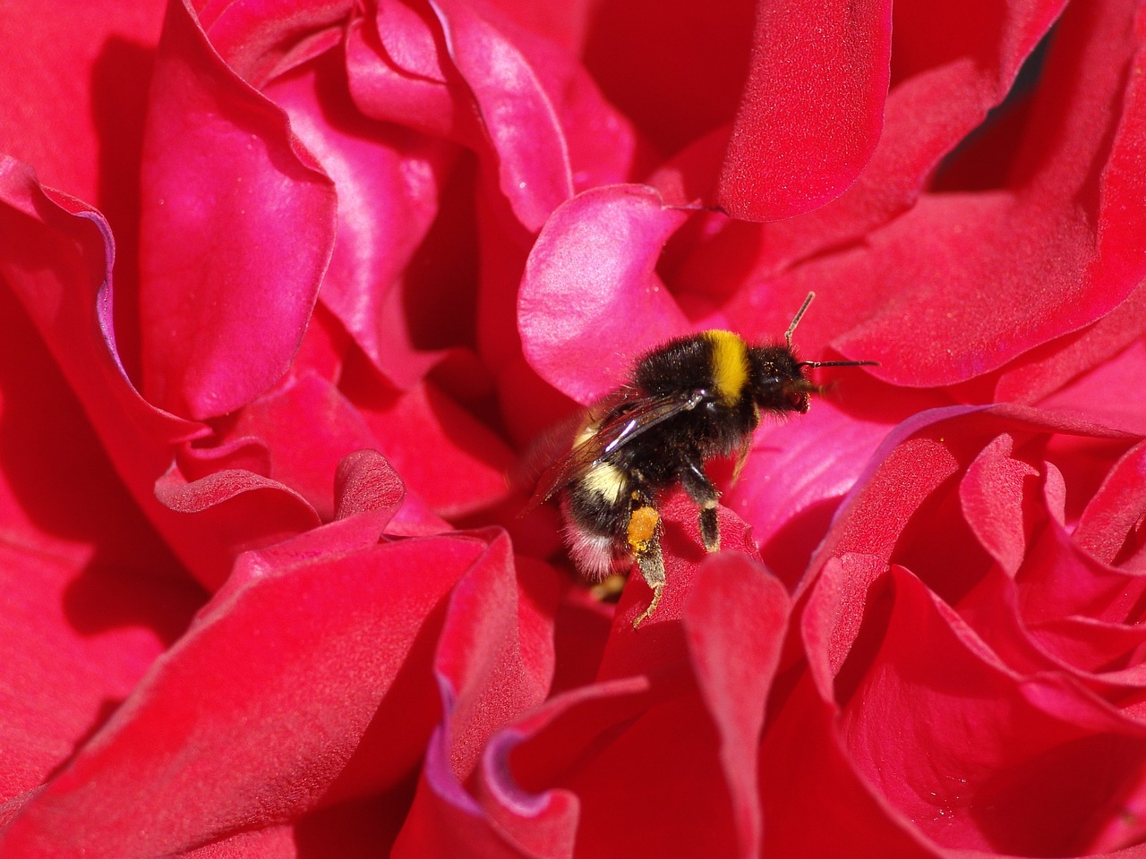 bee flower nature free photo