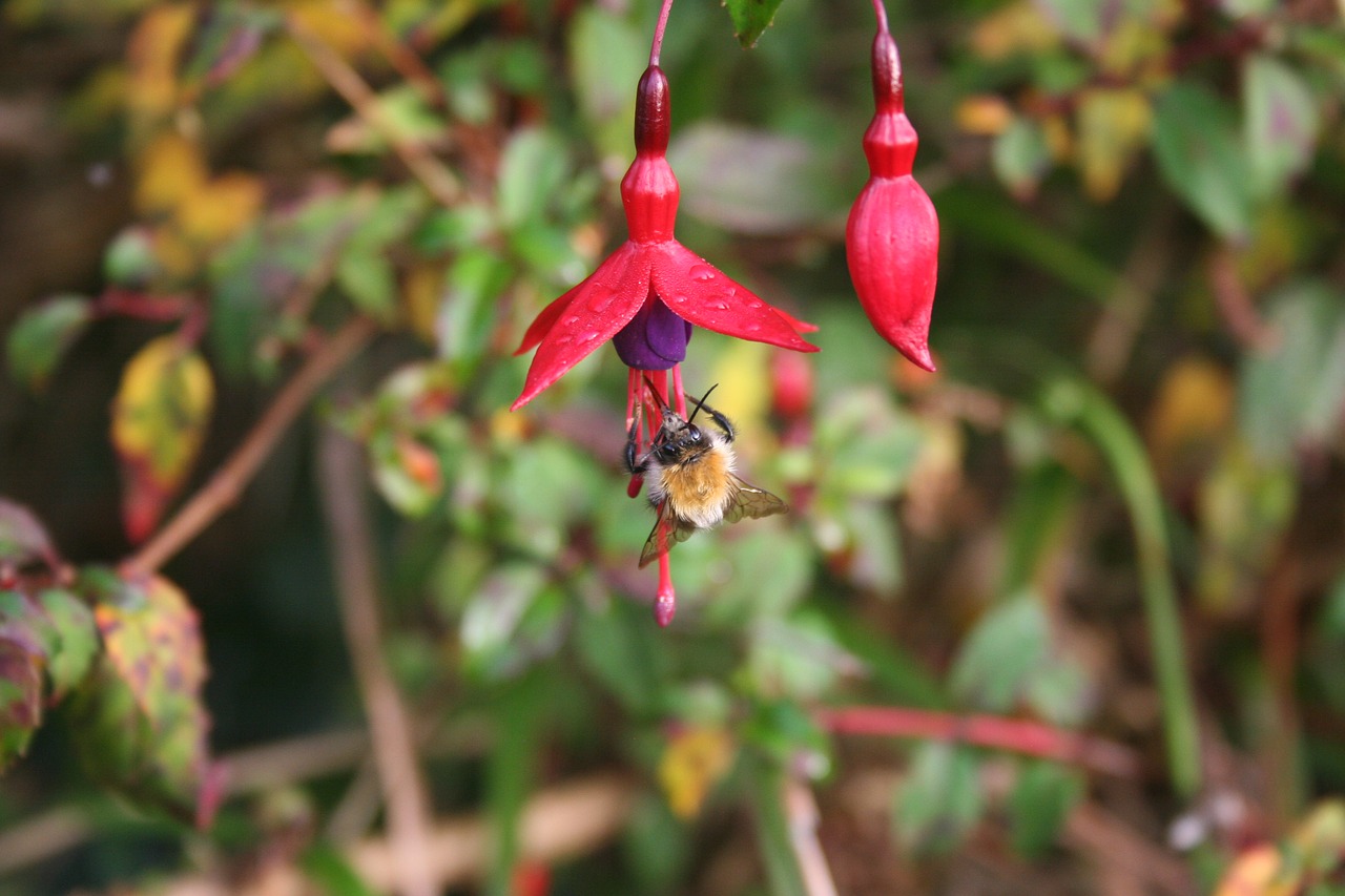 bee fuschia insect free photo