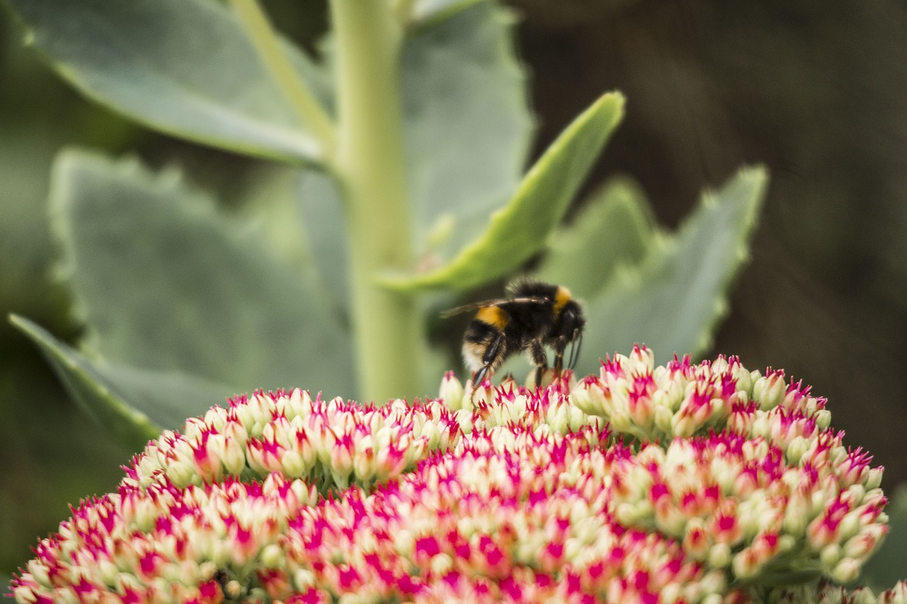 bee flower spring free photo