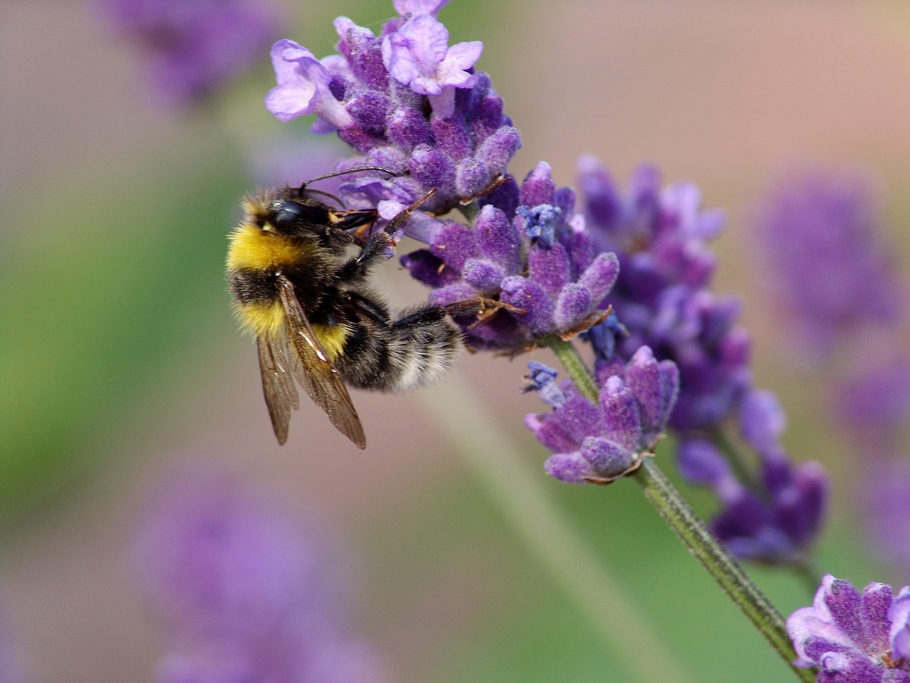 bee nature insect free photo