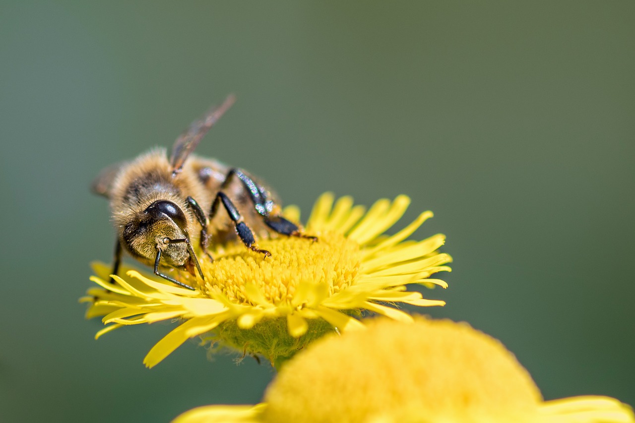 bee insect forage free photo