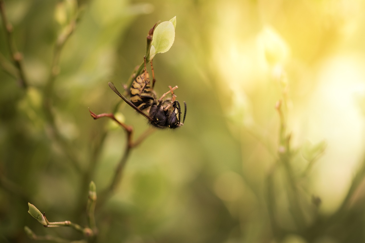 bee the insect wasp free photo