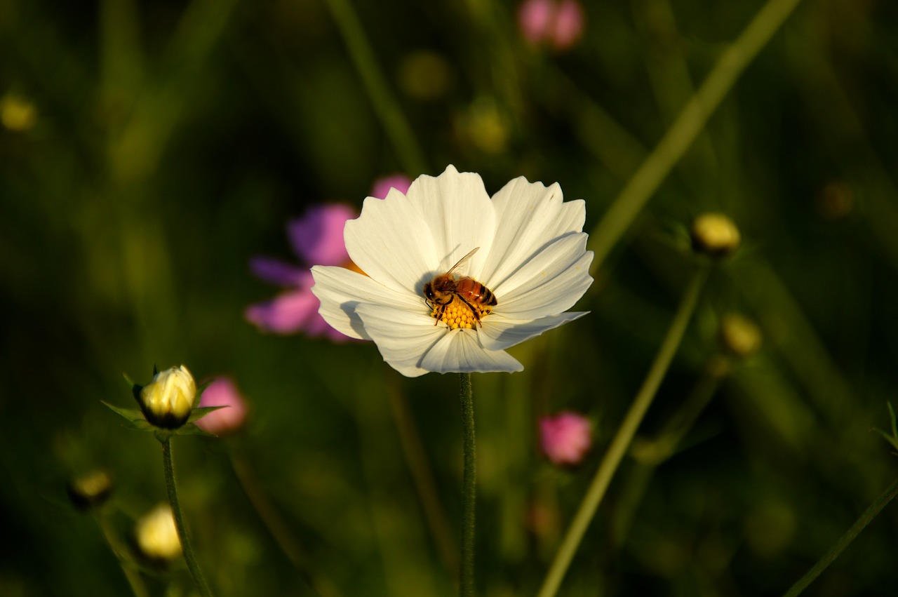 bee cosmos white free photo