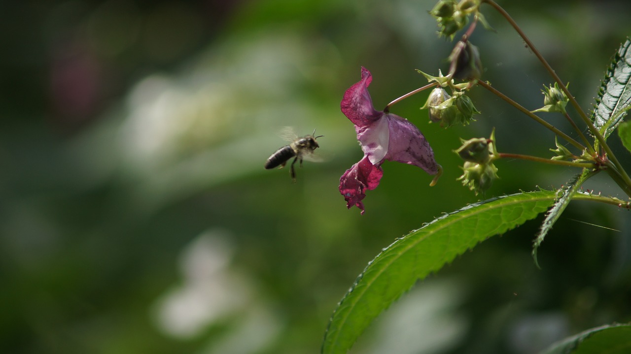 bee pink flower insect free photo