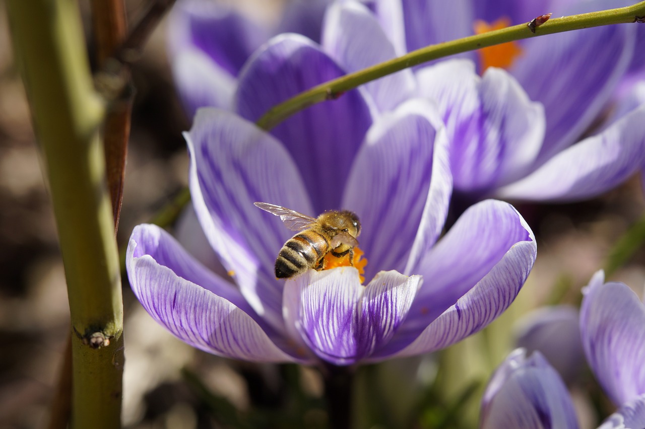 bee crocus spring free photo