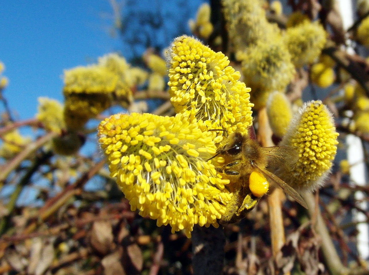 bee march pasture free photo