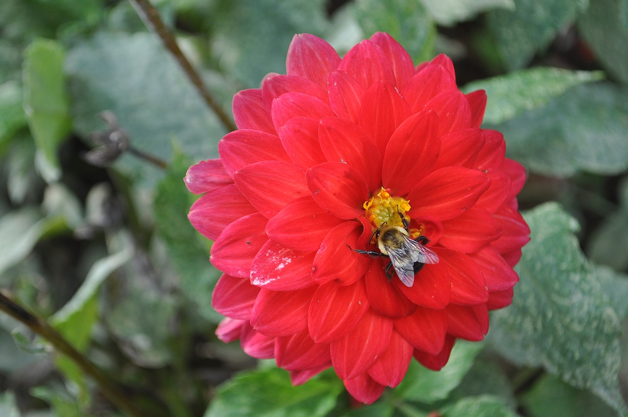 bee flower red free photo