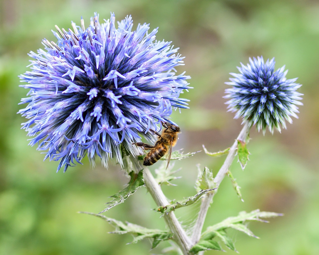 bee thistle blue free photo