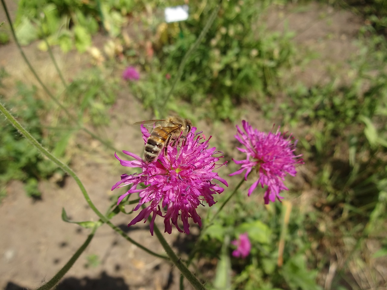 bee flower free pictures free photo