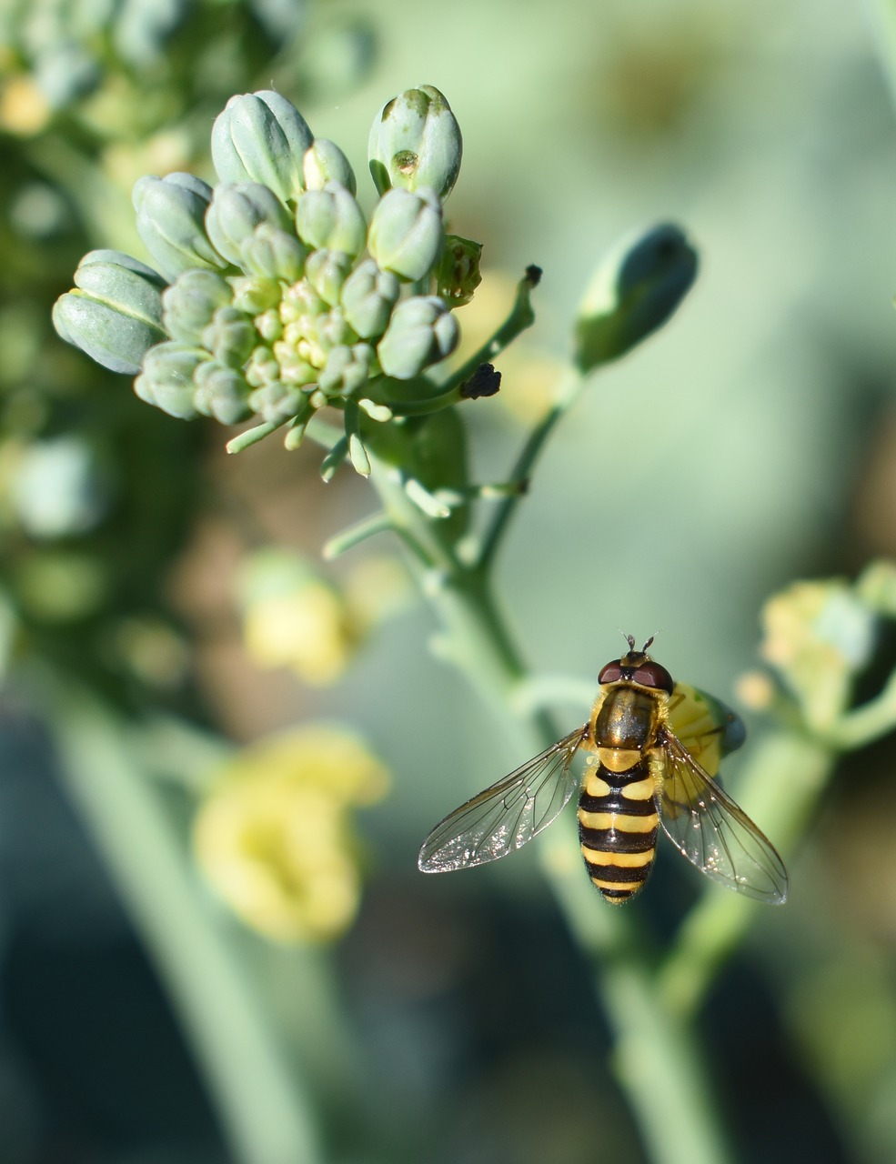 bee flower broccoli free photo