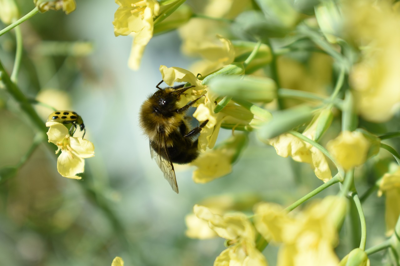 bee insect flower free photo