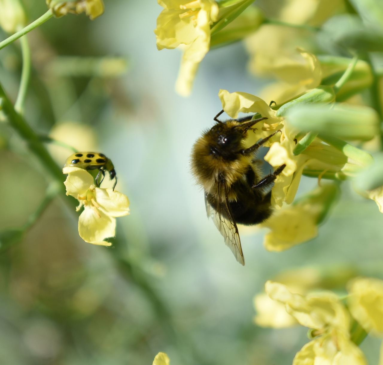 bee flower pollen free photo