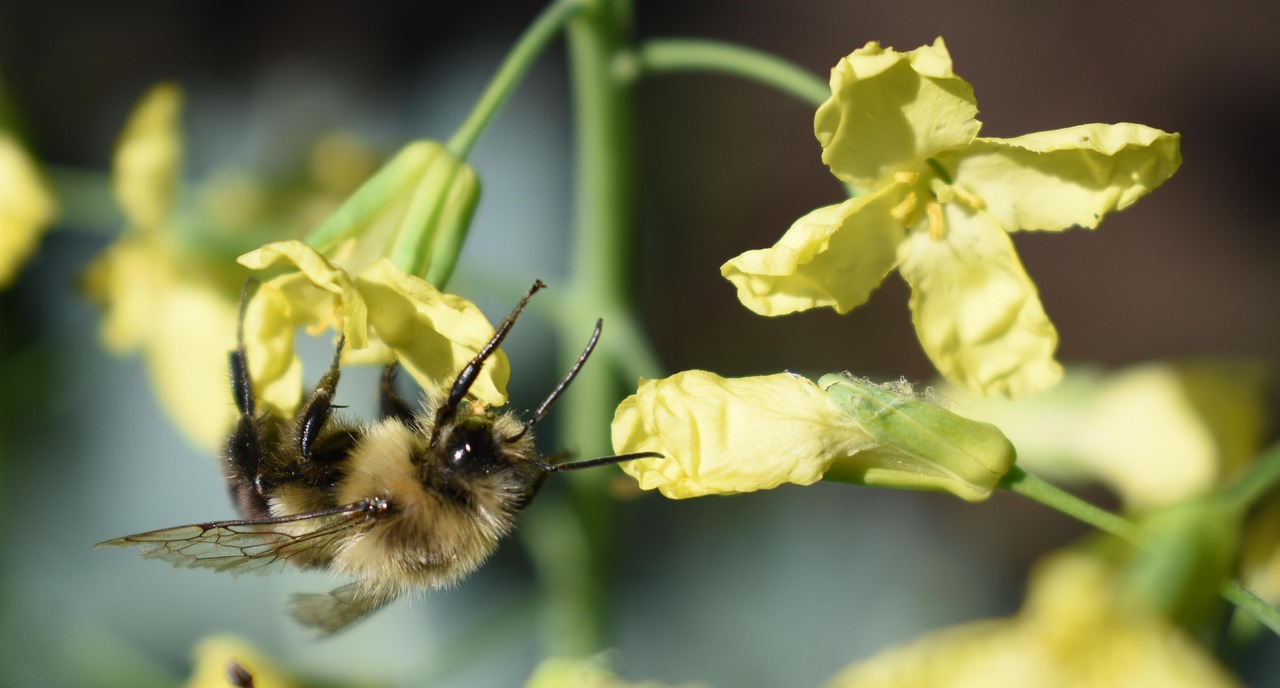 bee bumblebee flower yellow free photo