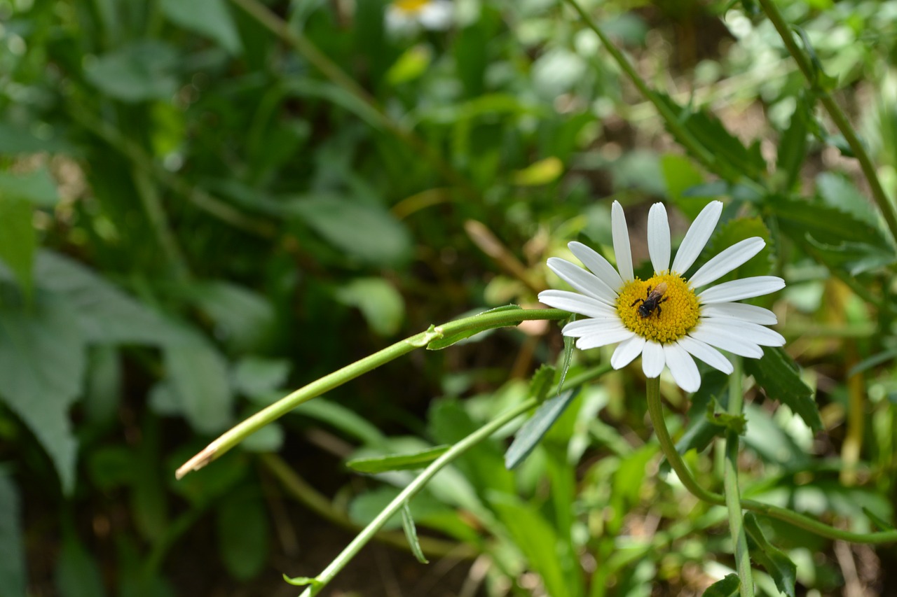 bee flower nature free photo